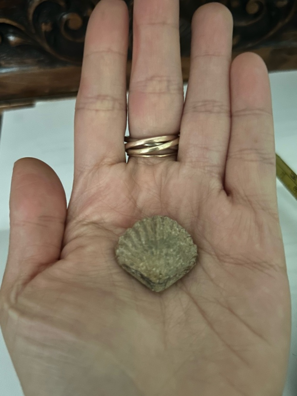 Brachiopod fossil